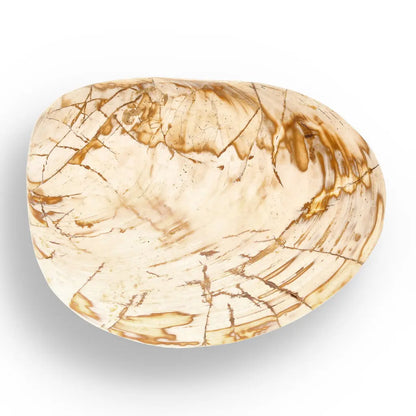 Get your Fossil Clam Shell from Madagascar - Authentic Jurassic Marine Life online now or in store at Forever Gems in Franschhoek, South Africa