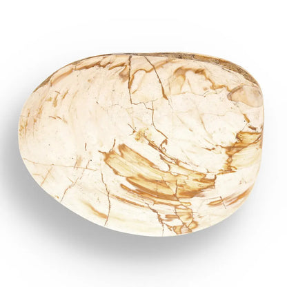 Get your Fossil Clam Shell from Madagascar - Authentic Jurassic Marine Life online now or in store at Forever Gems in Franschhoek, South Africa