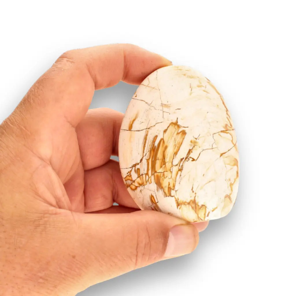 Get your Fossil Clam Shell from Madagascar - Authentic Jurassic Marine Life online now or in store at Forever Gems in Franschhoek, South Africa