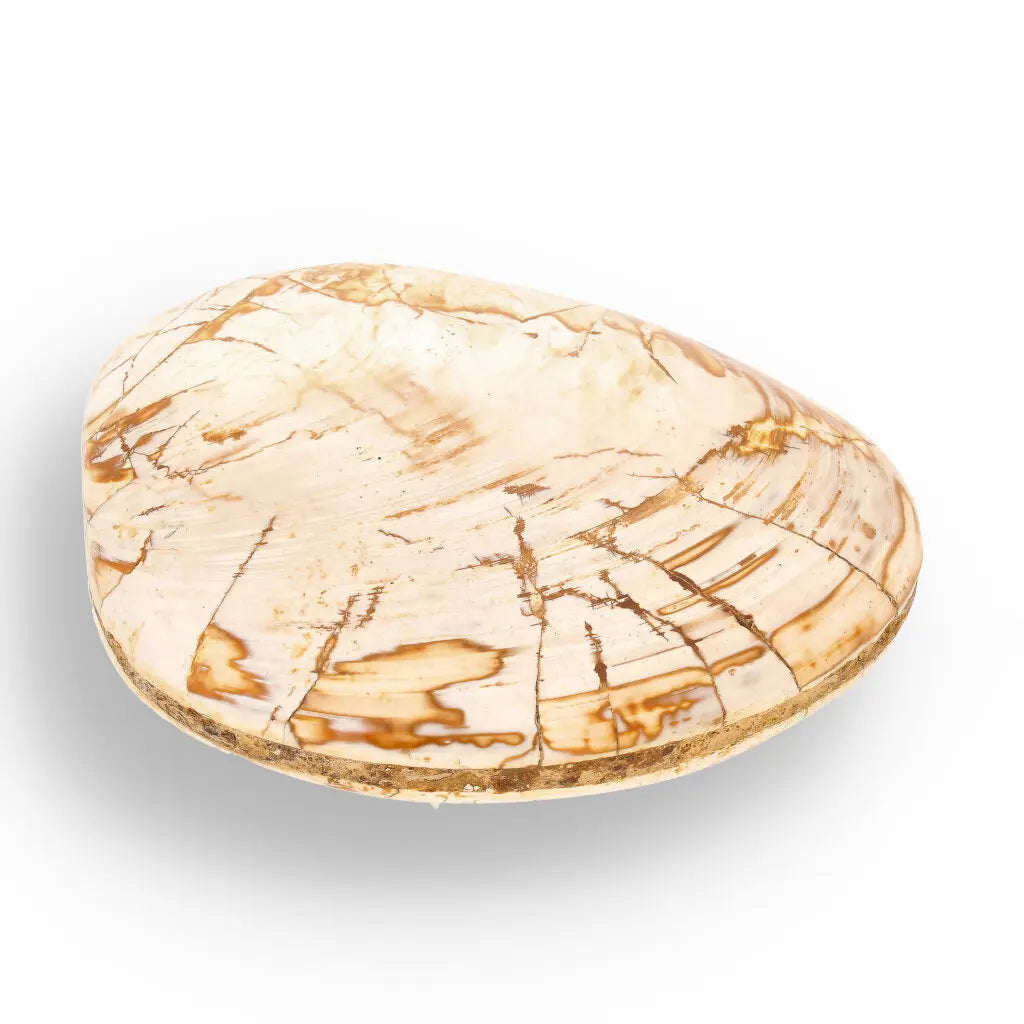 Get your Fossil Clam Shell from Madagascar - Authentic Jurassic Marine Life online now or in store at Forever Gems in Franschhoek, South Africa