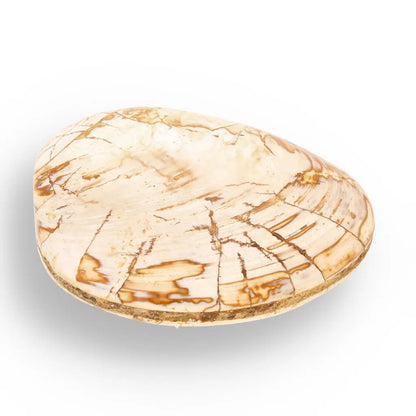 Get your Fossil Clam Shell from Madagascar - Authentic Jurassic Marine Life online now or in store at Forever Gems in Franschhoek, South Africa