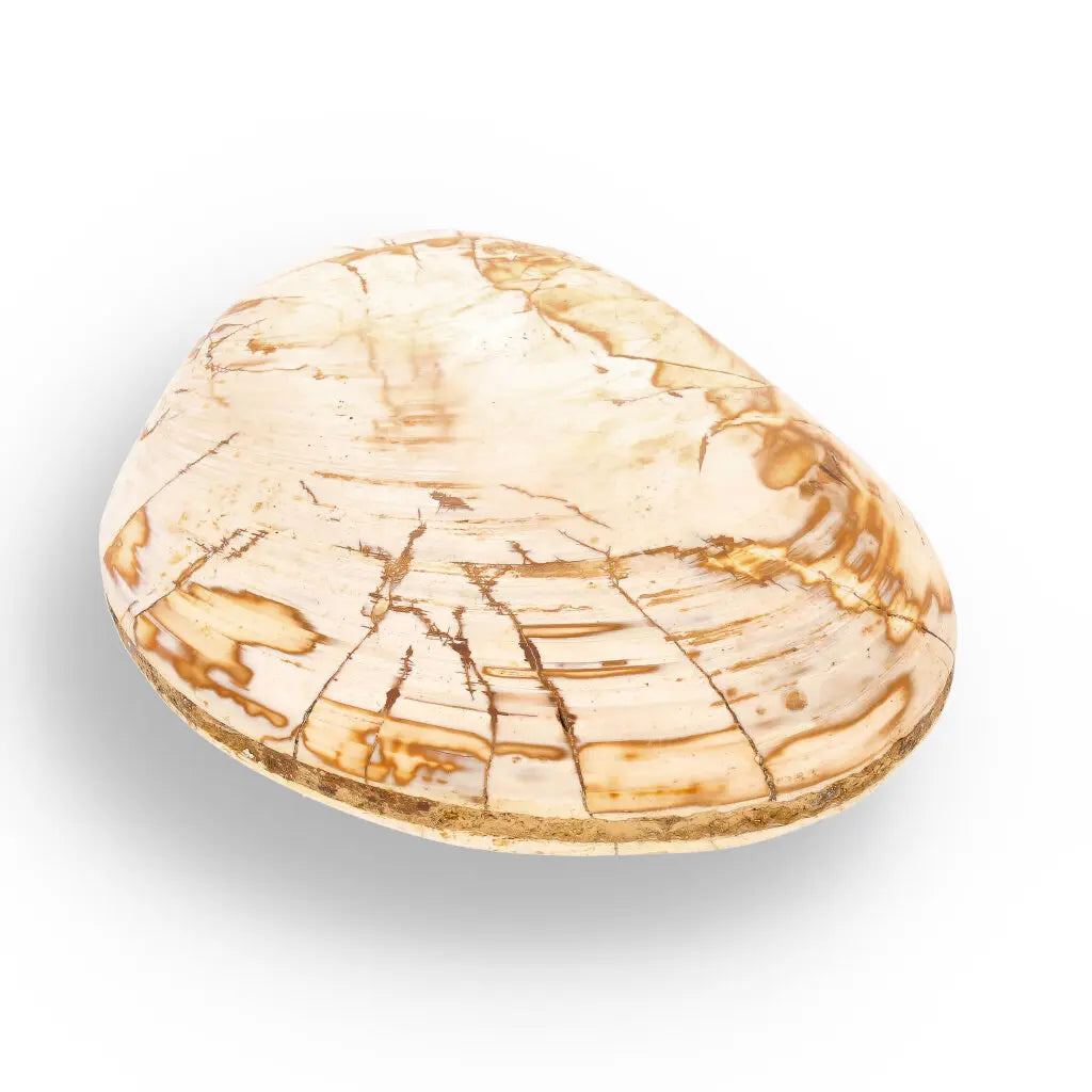 Get your Fossil Clam Shell from Madagascar - Authentic Jurassic Marine Life online now or in store at Forever Gems in Franschhoek, South Africa