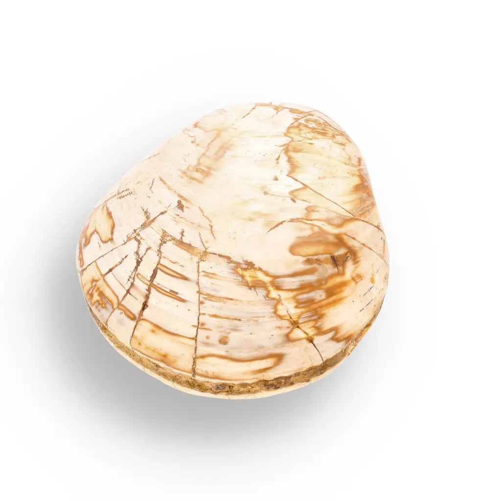 Get your Fossil Clam Shell from Madagascar - Authentic Jurassic Marine Life online now or in store at Forever Gems in Franschhoek, South Africa