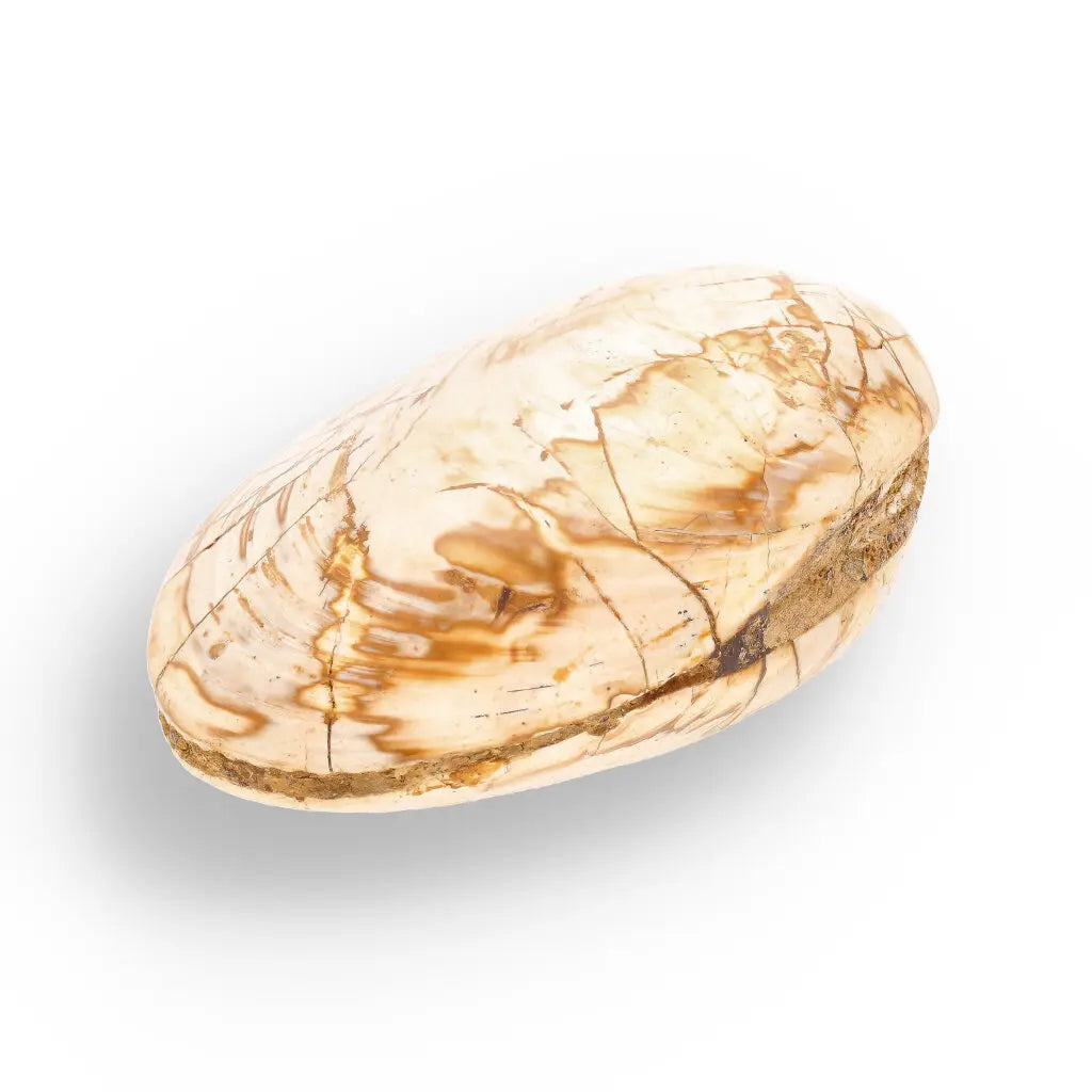 Get your Fossil Clam Shell from Madagascar - Authentic Jurassic Marine Life online now or in store at Forever Gems in Franschhoek, South Africa