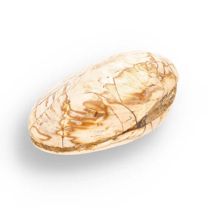 Get your Fossil Clam Shell from Madagascar - Authentic Jurassic Marine Life online now or in store at Forever Gems in Franschhoek, South Africa