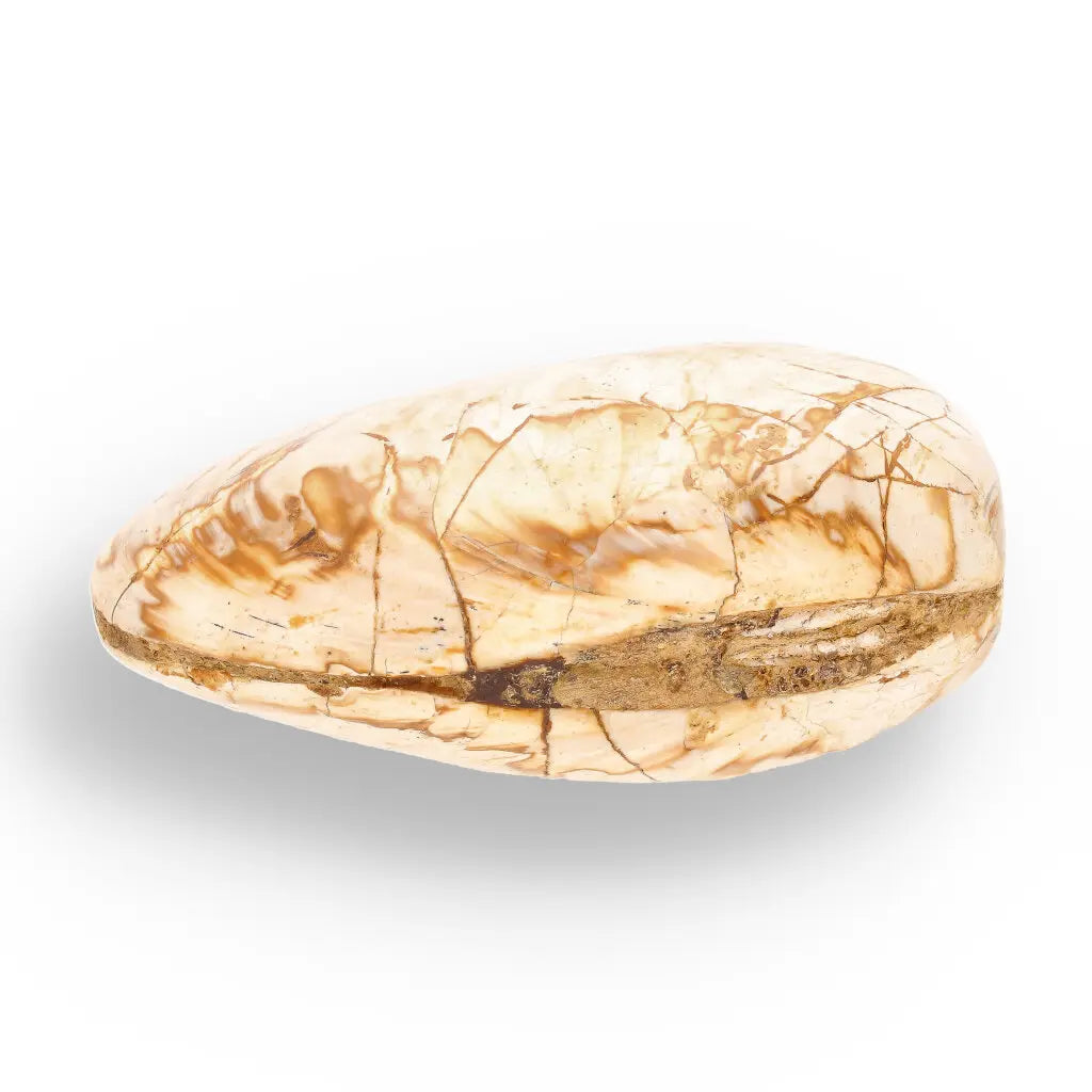 Get your Fossil Clam Shell from Madagascar - Authentic Jurassic Marine Life online now or in store at Forever Gems in Franschhoek, South Africa