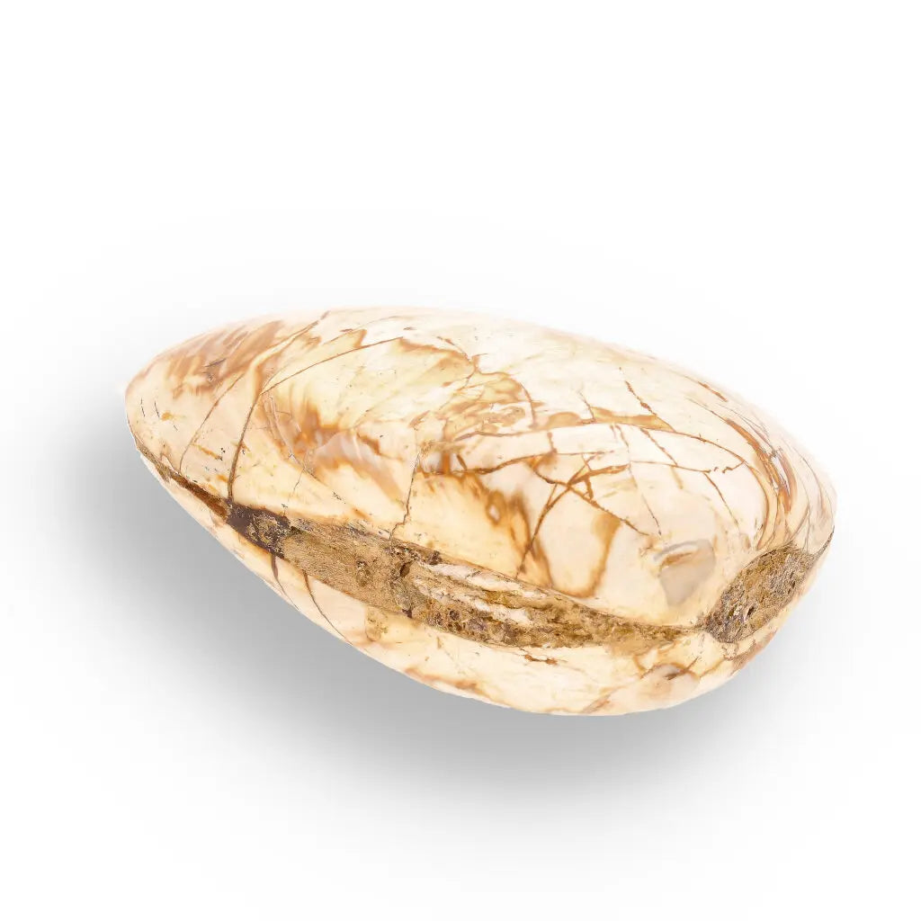 Get your Fossil Clam Shell from Madagascar - Authentic Jurassic Marine Life online now or in store at Forever Gems in Franschhoek, South Africa