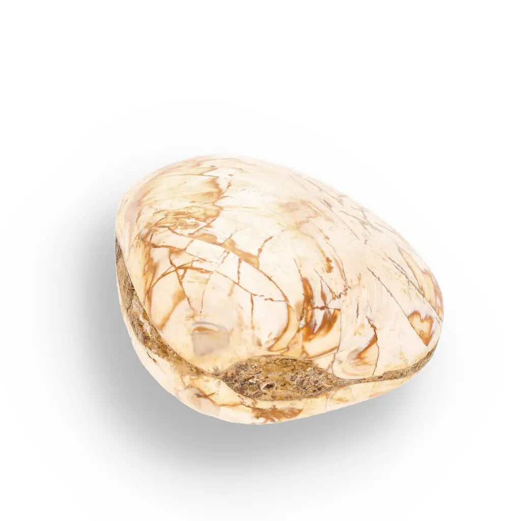 Get your Fossil Clam Shell from Madagascar - Authentic Jurassic Marine Life online now or in store at Forever Gems in Franschhoek, South Africa