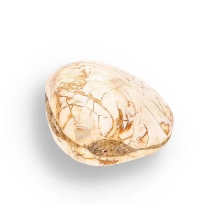 Get your Fossil Clam Shell from Madagascar - Authentic Jurassic Marine Life online now or in store at Forever Gems in Franschhoek, South Africa