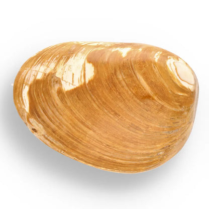 Get your Bivalve Fossil Clam Shell – 160 Million Year Old Madagascar Find online now or in store at Forever Gems in Franschhoek, South Africa