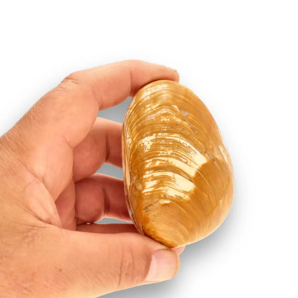 Get your Bivalve Fossil Clam Shell – 160 Million Year Old Madagascar Find online now or in store at Forever Gems in Franschhoek, South Africa