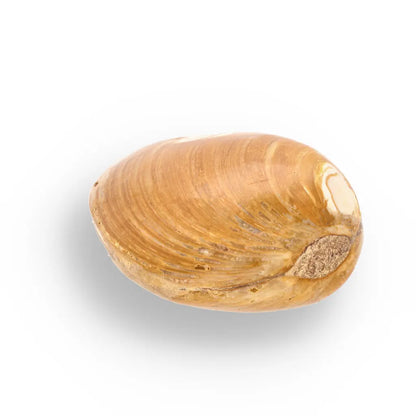 Get your Bivalve Fossil Clam Shell – 160 Million Year Old Madagascar Find online now or in store at Forever Gems in Franschhoek, South Africa