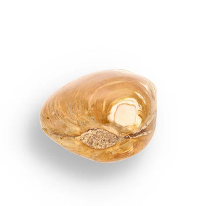 Get your Bivalve Fossil Clam Shell – 160 Million Year Old Madagascar Find online now or in store at Forever Gems in Franschhoek, South Africa
