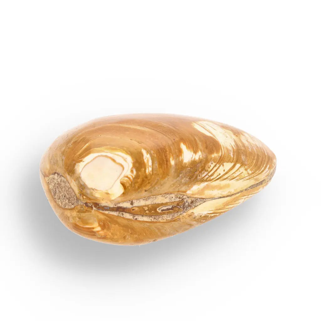 Get your Bivalve Fossil Clam Shell – 160 Million Year Old Madagascar Find online now or in store at Forever Gems in Franschhoek, South Africa