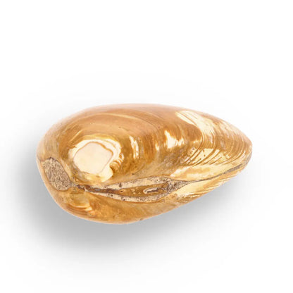 Get your Bivalve Fossil Clam Shell – 160 Million Year Old Madagascar Find online now or in store at Forever Gems in Franschhoek, South Africa