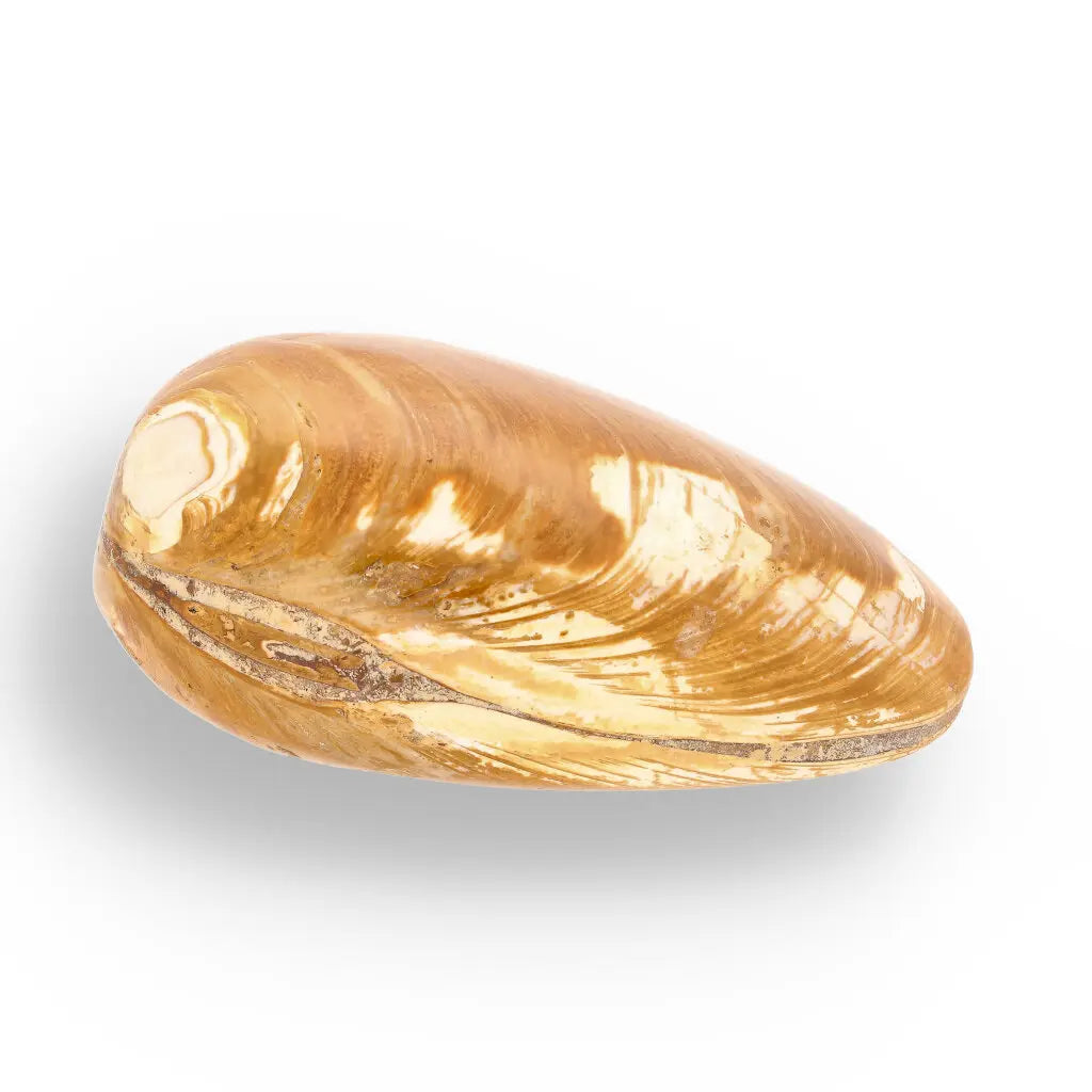 Get your Bivalve Fossil Clam Shell – 160 Million Year Old Madagascar Find online now or in store at Forever Gems in Franschhoek, South Africa