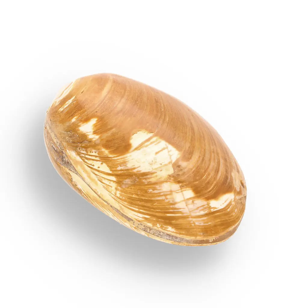Get your Bivalve Fossil Clam Shell – 160 Million Year Old Madagascar Find online now or in store at Forever Gems in Franschhoek, South Africa