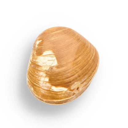 Get your Bivalve Fossil Clam Shell – 160 Million Year Old Madagascar Find online now or in store at Forever Gems in Franschhoek, South Africa