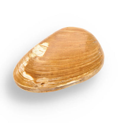 Get your Bivalve Fossil Clam Shell – 160 Million Year Old Madagascar Find online now or in store at Forever Gems in Franschhoek, South Africa