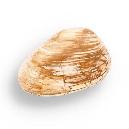 Get your Fossil Bivalve Clam Shell from Madagascar’s Jurassic Oceans online now or in store at Forever Gems in Franschhoek, South Africa