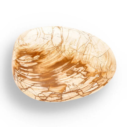 Get your Fossil Bivalve Clam Shell from Madagascar’s Jurassic Oceans online now or in store at Forever Gems in Franschhoek, South Africa