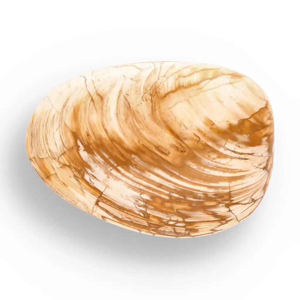 Get your Fossil Bivalve Clam Shell from Madagascar’s Jurassic Oceans online now or in store at Forever Gems in Franschhoek, South Africa