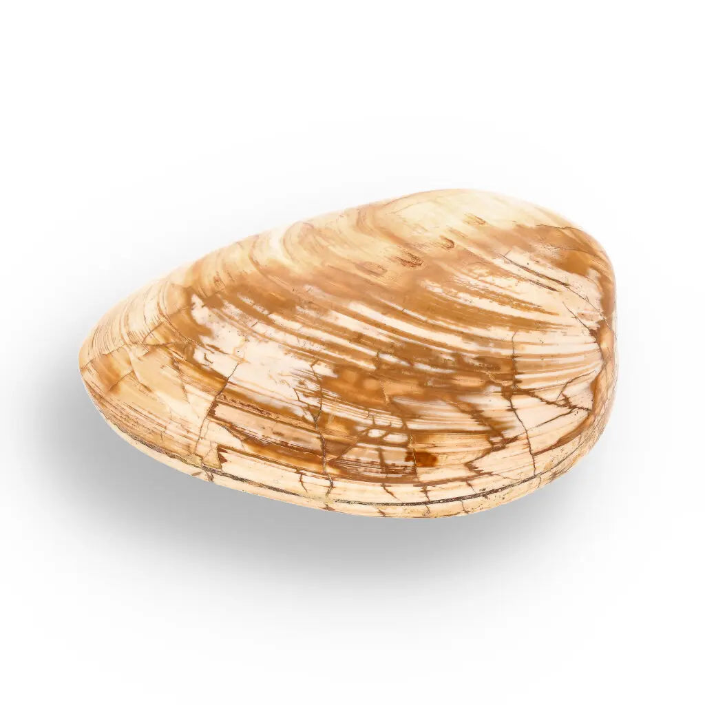 Get your Fossil Bivalve Clam Shell from Madagascar’s Jurassic Oceans online now or in store at Forever Gems in Franschhoek, South Africa