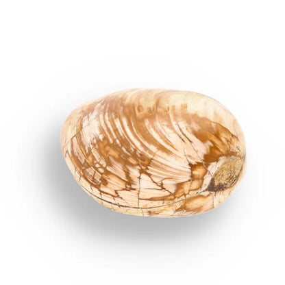 Get your Fossil Bivalve Clam Shell from Madagascar’s Jurassic Oceans online now or in store at Forever Gems in Franschhoek, South Africa