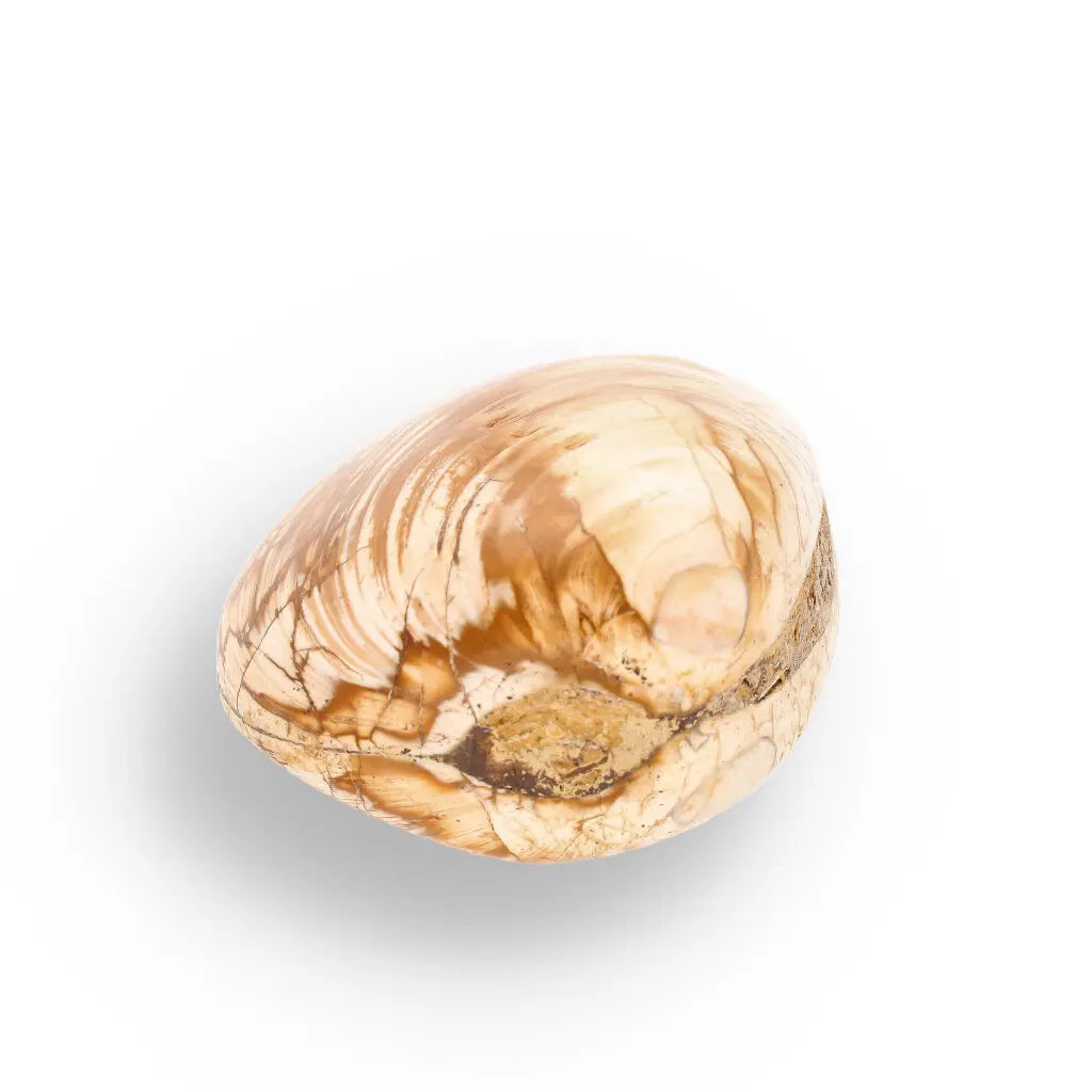Get your Fossil Bivalve Clam Shell from Madagascar’s Jurassic Oceans online now or in store at Forever Gems in Franschhoek, South Africa