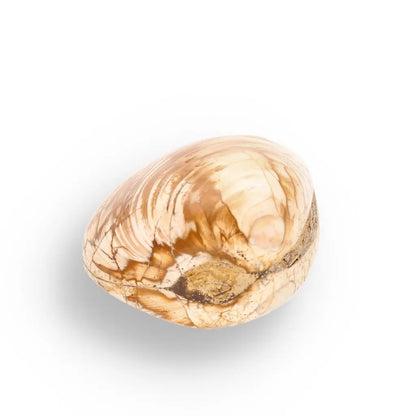Get your Fossil Bivalve Clam Shell from Madagascar’s Jurassic Oceans online now or in store at Forever Gems in Franschhoek, South Africa