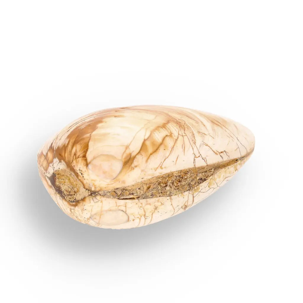 Get your Fossil Bivalve Clam Shell from Madagascar’s Jurassic Oceans online now or in store at Forever Gems in Franschhoek, South Africa