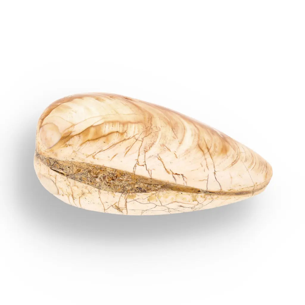 Get your Fossil Bivalve Clam Shell from Madagascar’s Jurassic Oceans online now or in store at Forever Gems in Franschhoek, South Africa