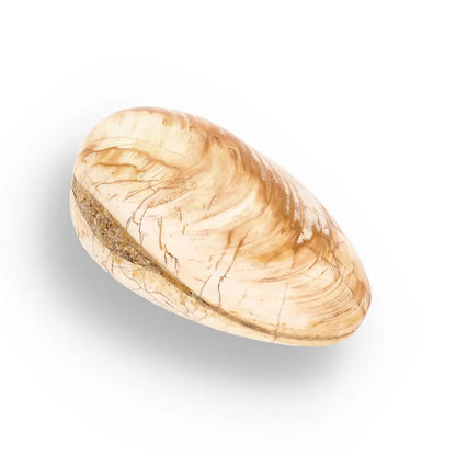 Get your Fossil Bivalve Clam Shell from Madagascar’s Jurassic Oceans online now or in store at Forever Gems in Franschhoek, South Africa