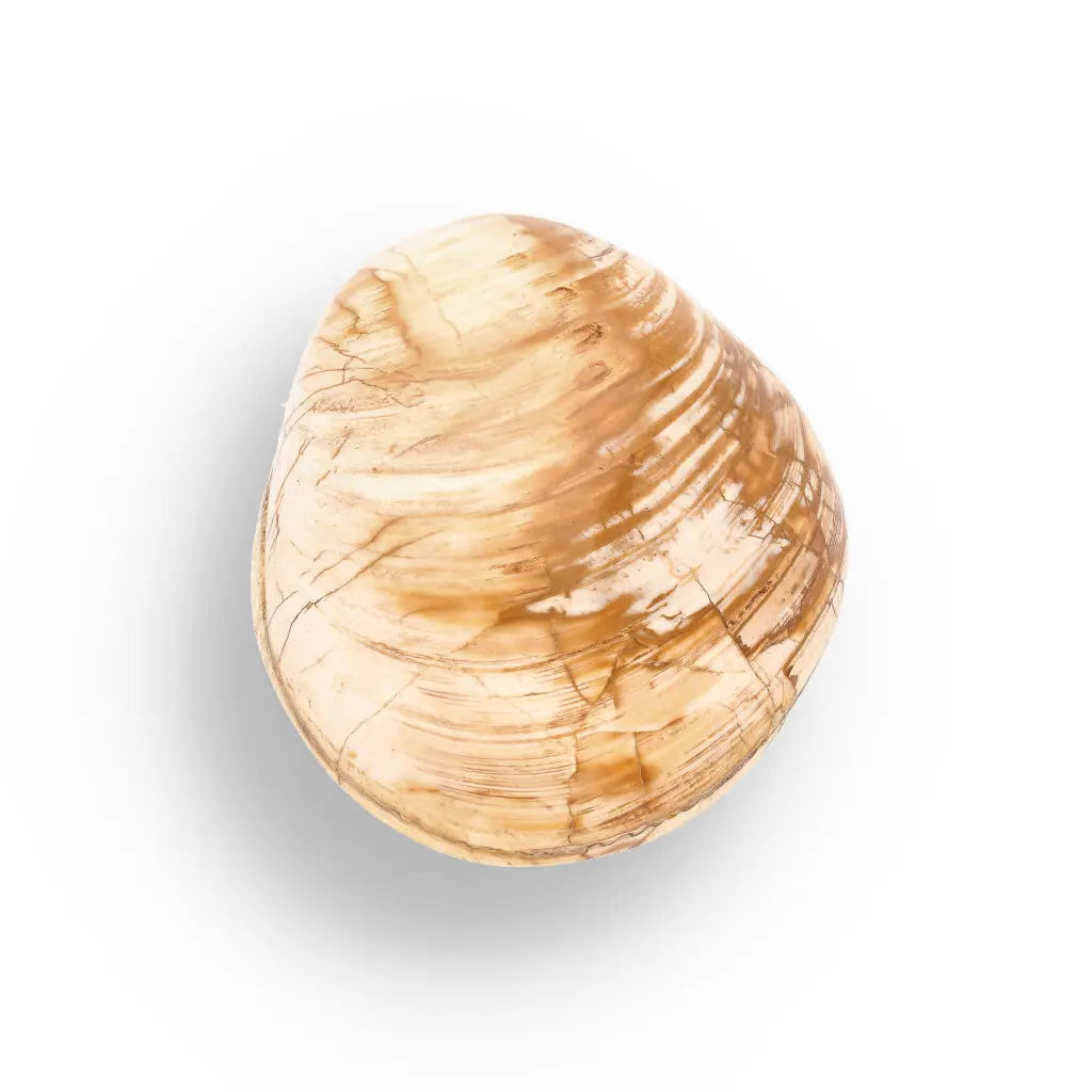 Get your Fossil Bivalve Clam Shell from Madagascar’s Jurassic Oceans online now or in store at Forever Gems in Franschhoek, South Africa