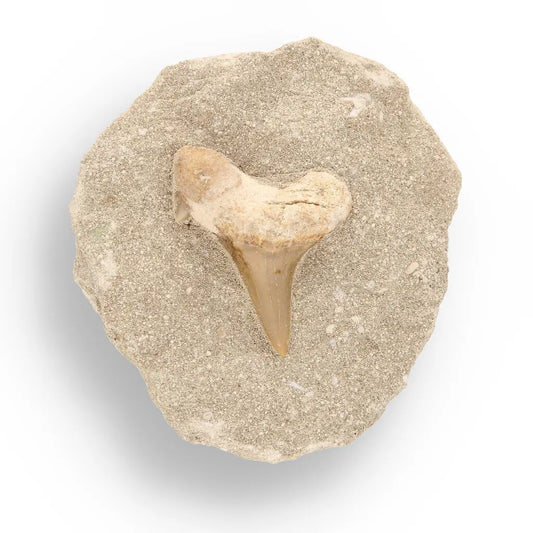 Get your 65-Million-Year-Old Shark Treasure online now or in store at Forever Gems in Franschhoek, South Africa