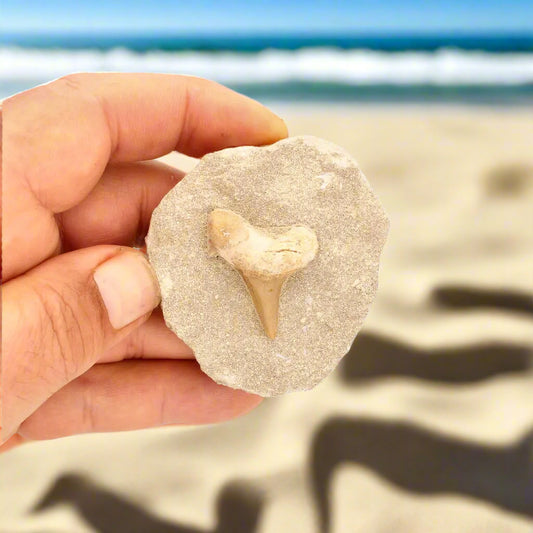 Get your 65-Million-Year-Old Shark Treasure online now or in store at Forever Gems in Franschhoek, South Africa
