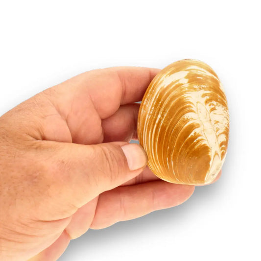 Get your Bivalve Clam Shell Fossil - Authentic Jurassic Madagascar Specimen online now or in store at Forever Gems in Franschhoek, South Africa