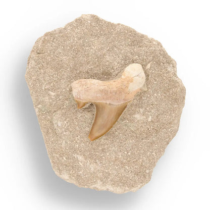 Get your Prehistoric Predator’s Legacy: Shark Tooth online now or in store at Forever Gems in Franschhoek, South Africa