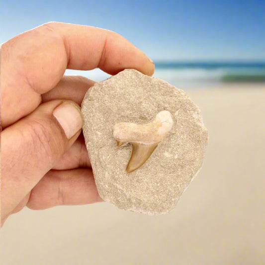 Get your Prehistoric Predator’s Legacy: Shark Tooth online now or in store at Forever Gems in Franschhoek, South Africa