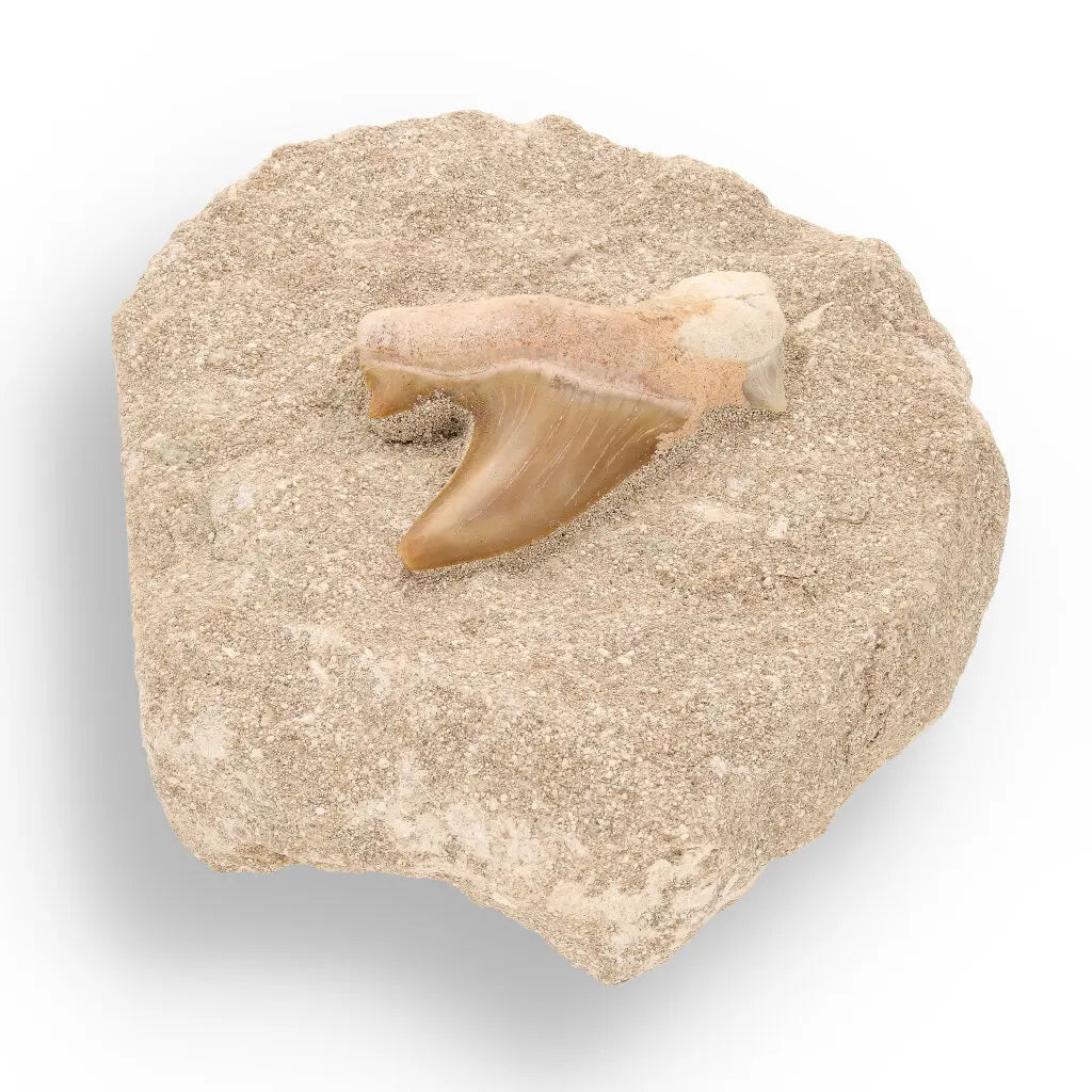 Get your Prehistoric Predator’s Legacy: Shark Tooth online now or in store at Forever Gems in Franschhoek, South Africa