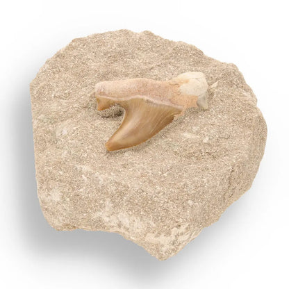 Get your Prehistoric Predator’s Legacy: Shark Tooth online now or in store at Forever Gems in Franschhoek, South Africa