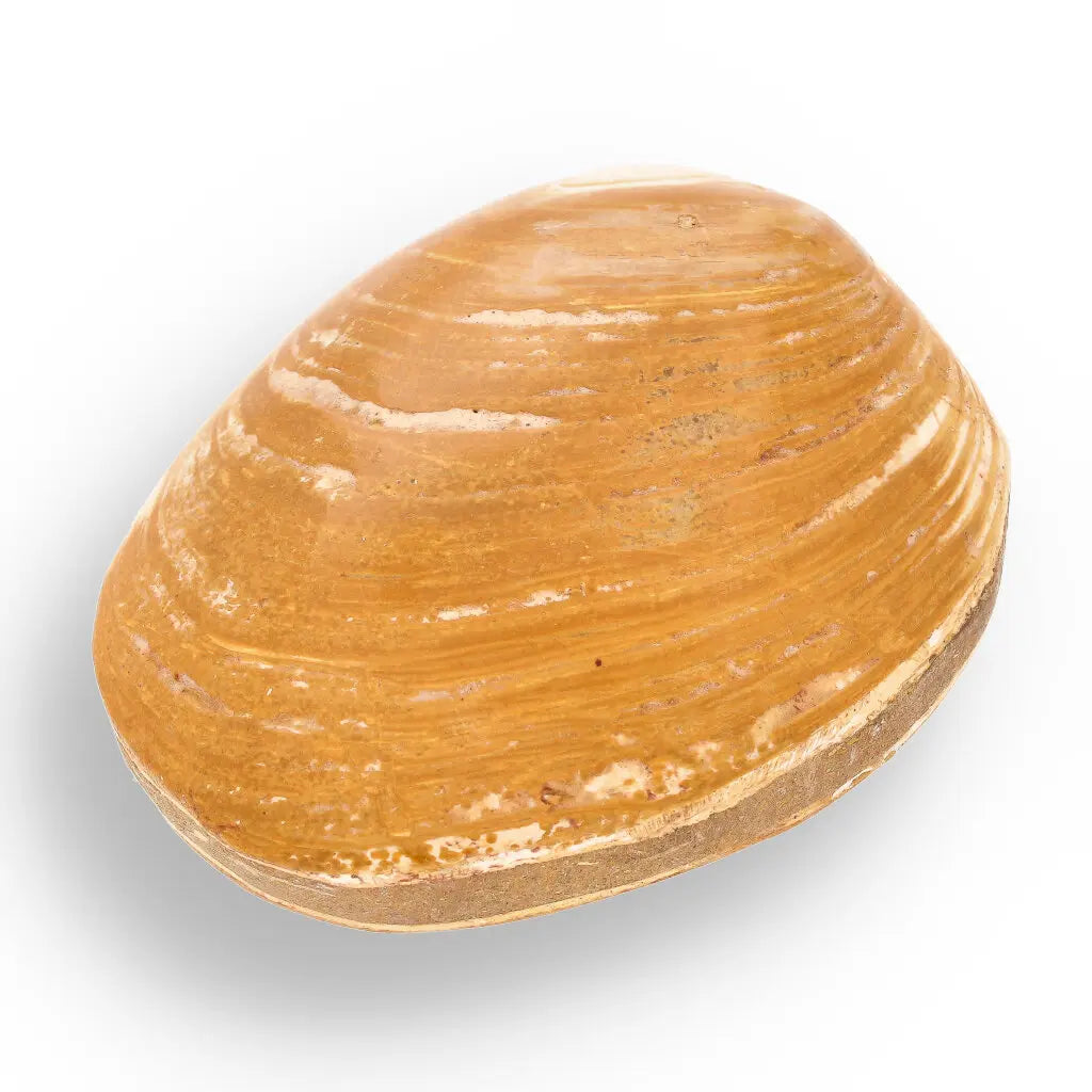 Get your Fossil Clam Shell – Jurassic Marine Bivalve from Madagascar online now or in store at Forever Gems in Franschhoek, South Africa