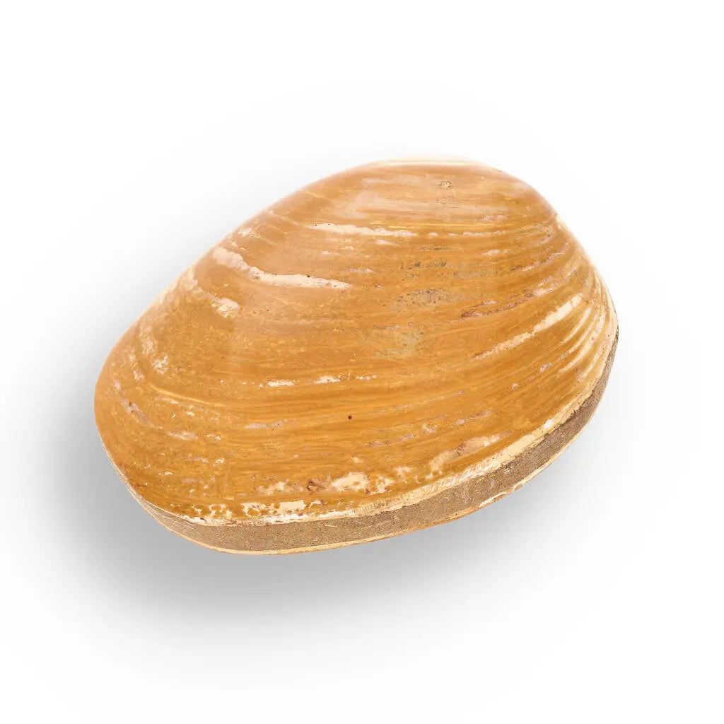 Get your Fossil Clam Shell – Jurassic Marine Bivalve from Madagascar online now or in store at Forever Gems in Franschhoek, South Africa