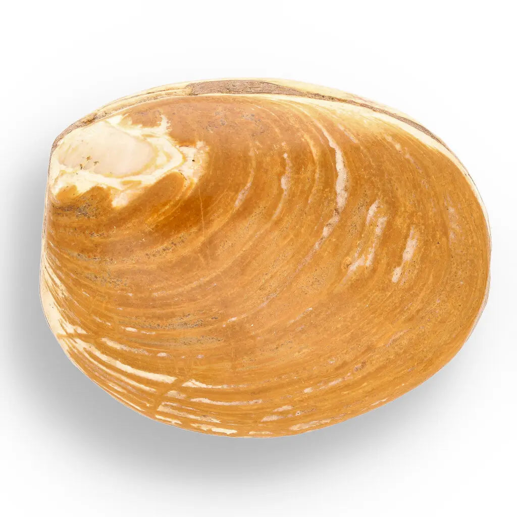 Get your Fossil Clam Shell – Jurassic Marine Bivalve from Madagascar online now or in store at Forever Gems in Franschhoek, South Africa