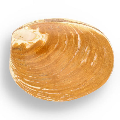 Get your Fossil Clam Shell – Jurassic Marine Bivalve from Madagascar online now or in store at Forever Gems in Franschhoek, South Africa