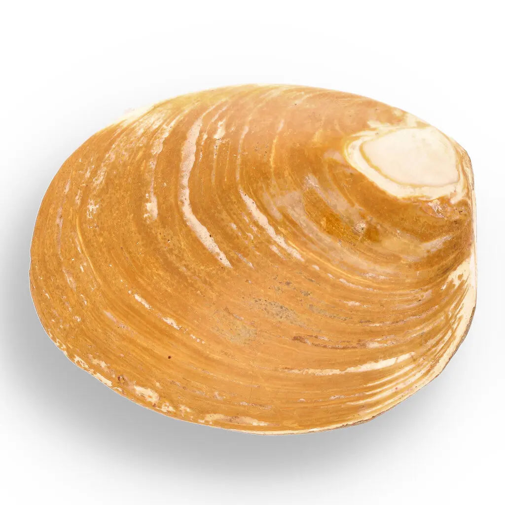 Get your Fossil Clam Shell – Jurassic Marine Bivalve from Madagascar online now or in store at Forever Gems in Franschhoek, South Africa