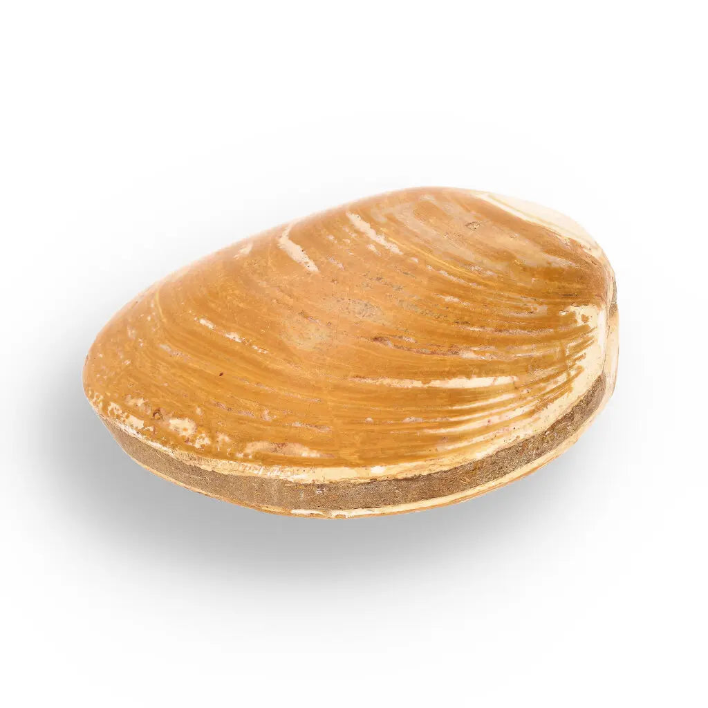 Get your Fossil Clam Shell – Jurassic Marine Bivalve from Madagascar online now or in store at Forever Gems in Franschhoek, South Africa