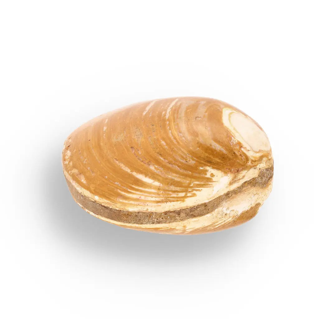 Get your Fossil Clam Shell – Jurassic Marine Bivalve from Madagascar online now or in store at Forever Gems in Franschhoek, South Africa