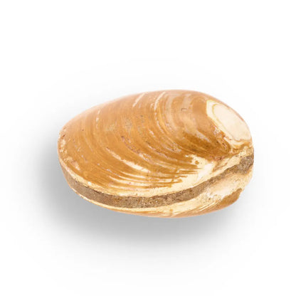 Get your Fossil Clam Shell – Jurassic Marine Bivalve from Madagascar online now or in store at Forever Gems in Franschhoek, South Africa