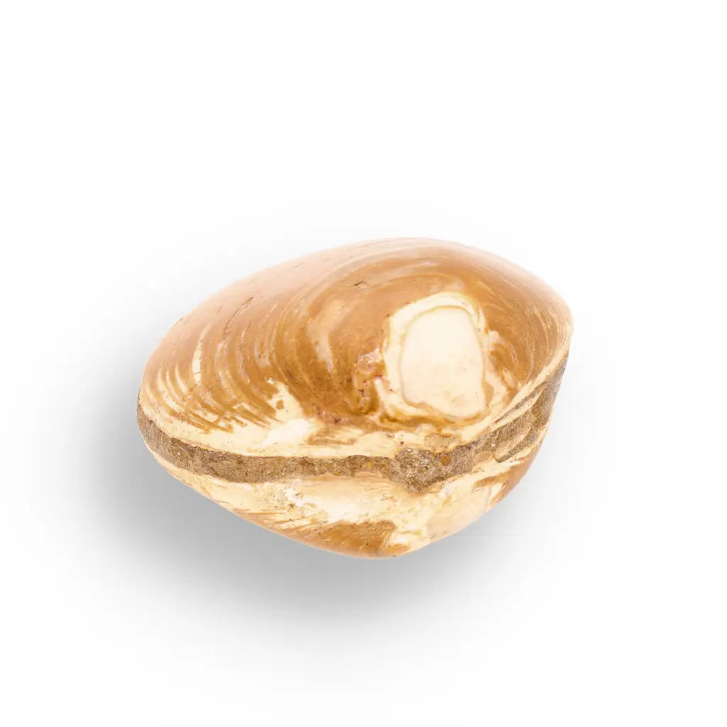 Get your Fossil Clam Shell – Jurassic Marine Bivalve from Madagascar online now or in store at Forever Gems in Franschhoek, South Africa